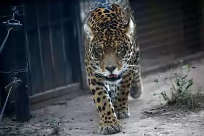 Liberaron en el Parque Nacional El Impenetrable a la yaguareté Nalá 