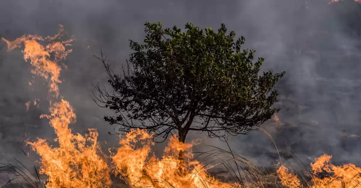 Córdoba: condenaron a tres años de prisión a un hombre por provocar un incendio forestal 