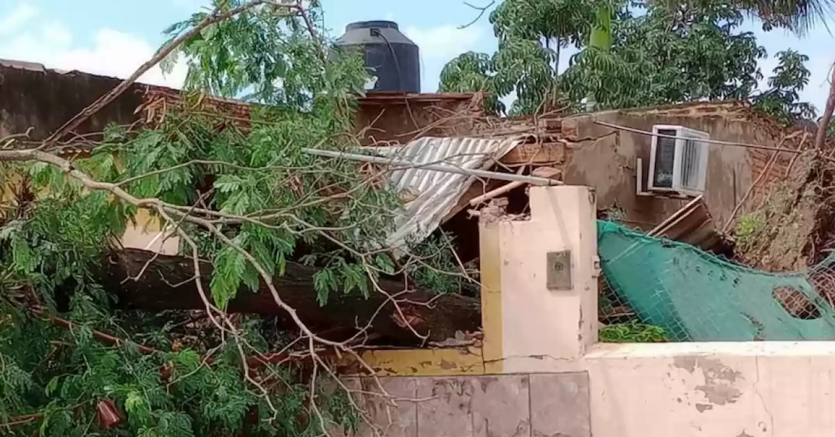 Un niño de un año murió tras la caída de un árbol en medio del temporal en Formosa