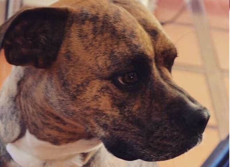 Mataron a una perra de un disparo y la familia exige que se esclarezca el hecho