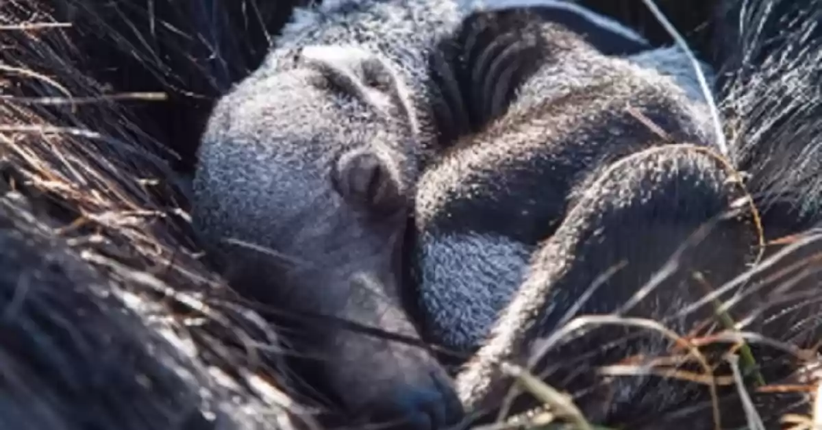 Nació un ejemplar de oso hormiguero en el Parque Nacional Iberá