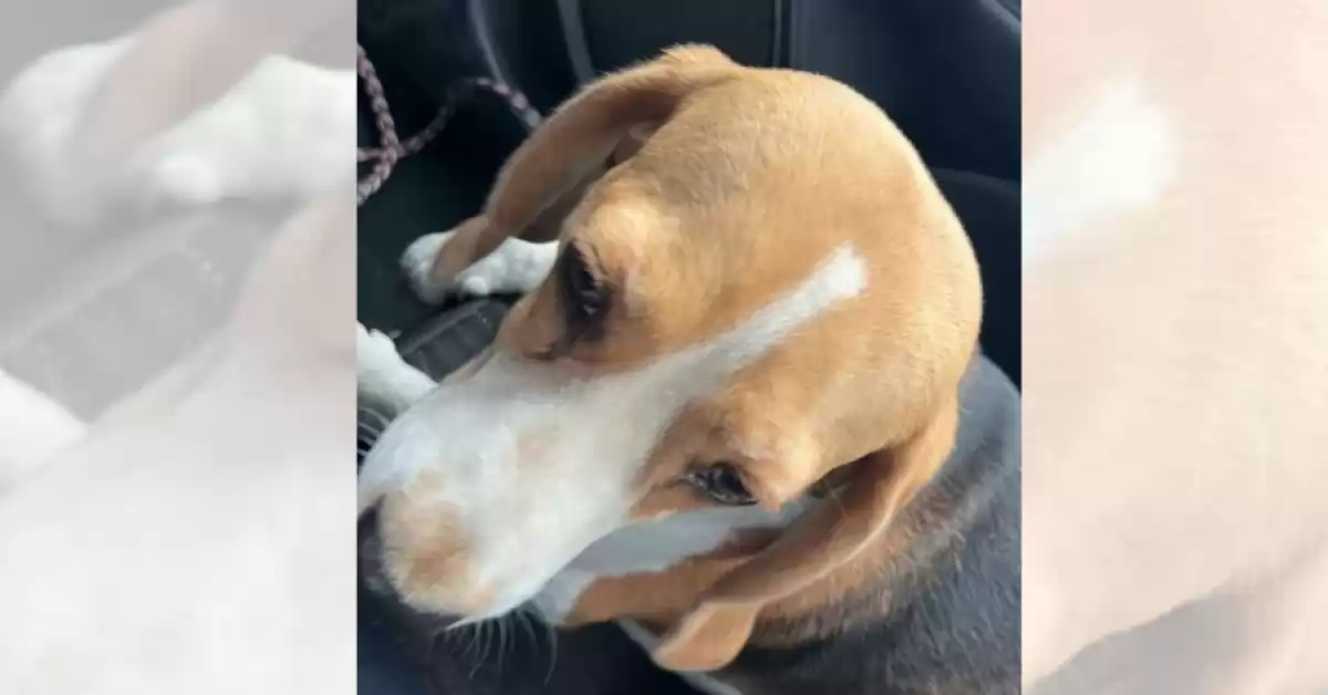 Buscó durante 20 días a su perro: se lo robaron para venderlo y pudo recuperarlo