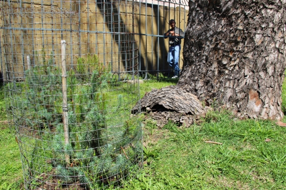 Nacieron cuatro hijuelos naturales del Pino Histórico de San Lorenzo