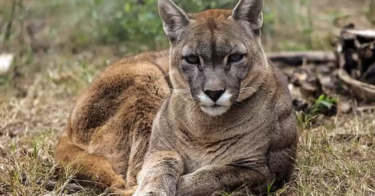Un puma fue capturado en Necochea y trasladado a un centro de rescate animal