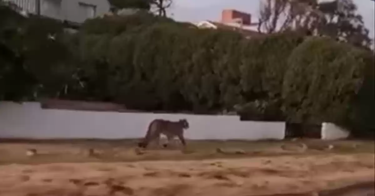 Cachorros de puma sueltos por las calles de Villa Gesell