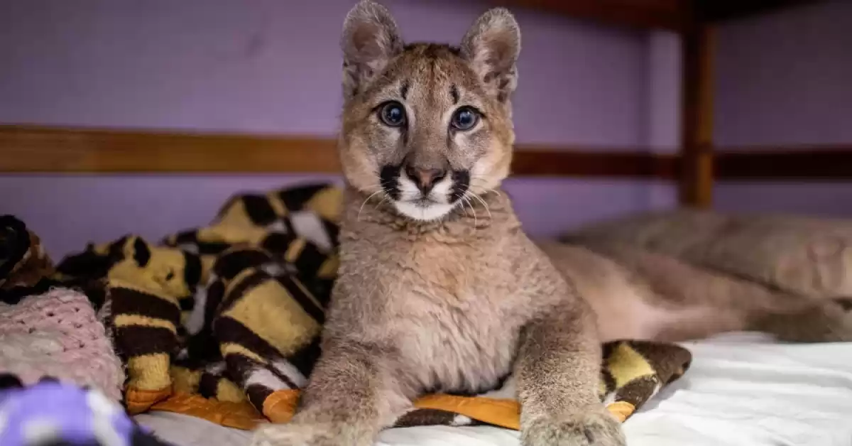 Declararon a una puma de 3 años de edad “animal no humano sujeto de derechos”