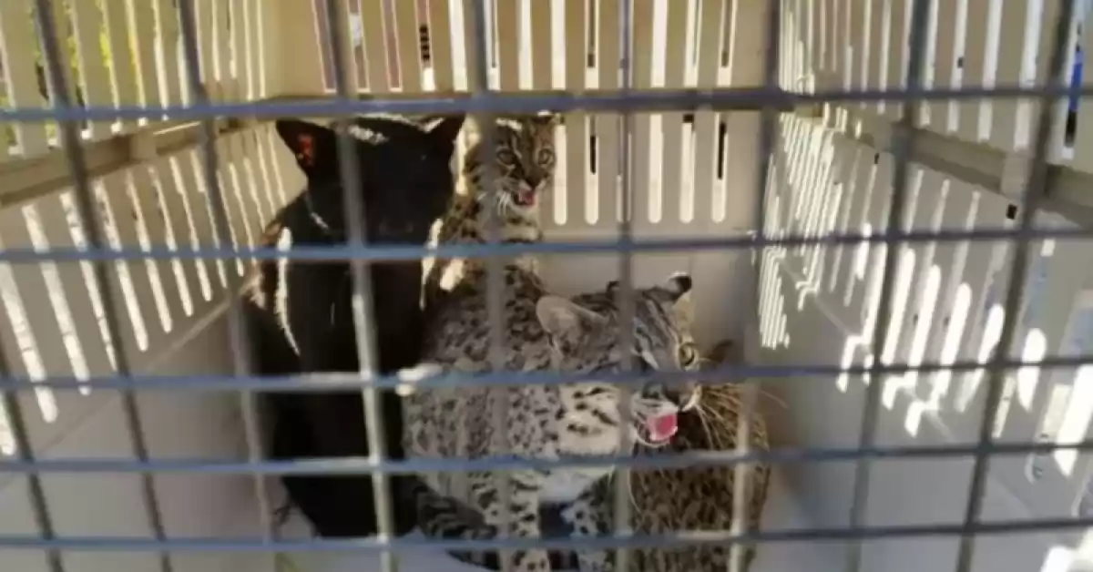 Rescataron cientos de animales silvestres de una granja ilegal en Desvío Arijón