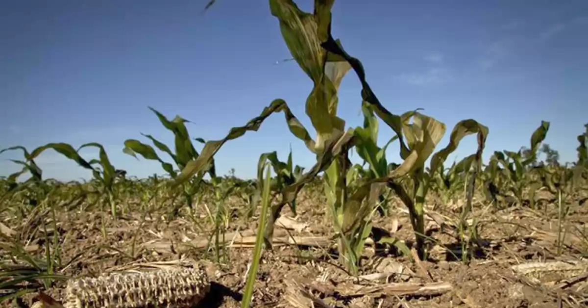 La ola de calor profundizó la sequía en los campos de la región