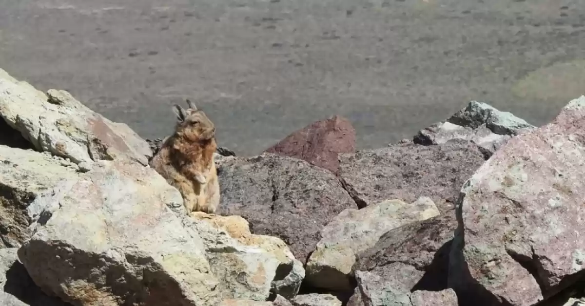 Registran una especie que no se veía hace 9 años en el Parque Nacional Perito Moreno