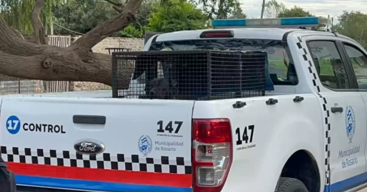 Rescataron más de 100 animales maltratados en Rosario en lo que va del año