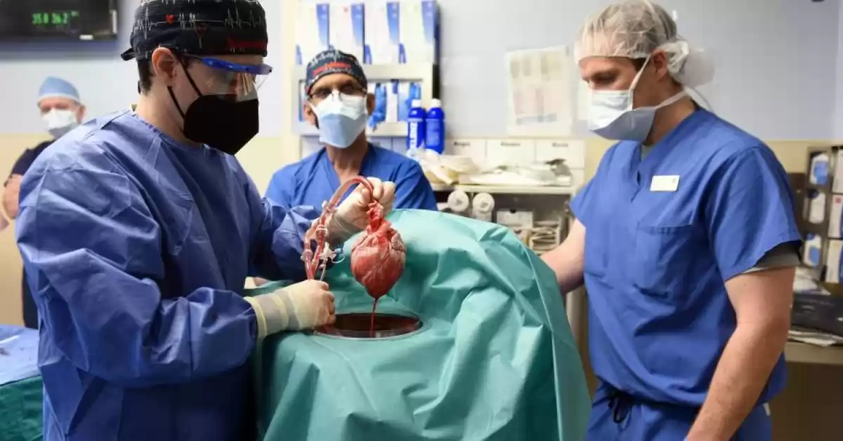 Un norteamericano fue trasplantado con un corazón de cerdo