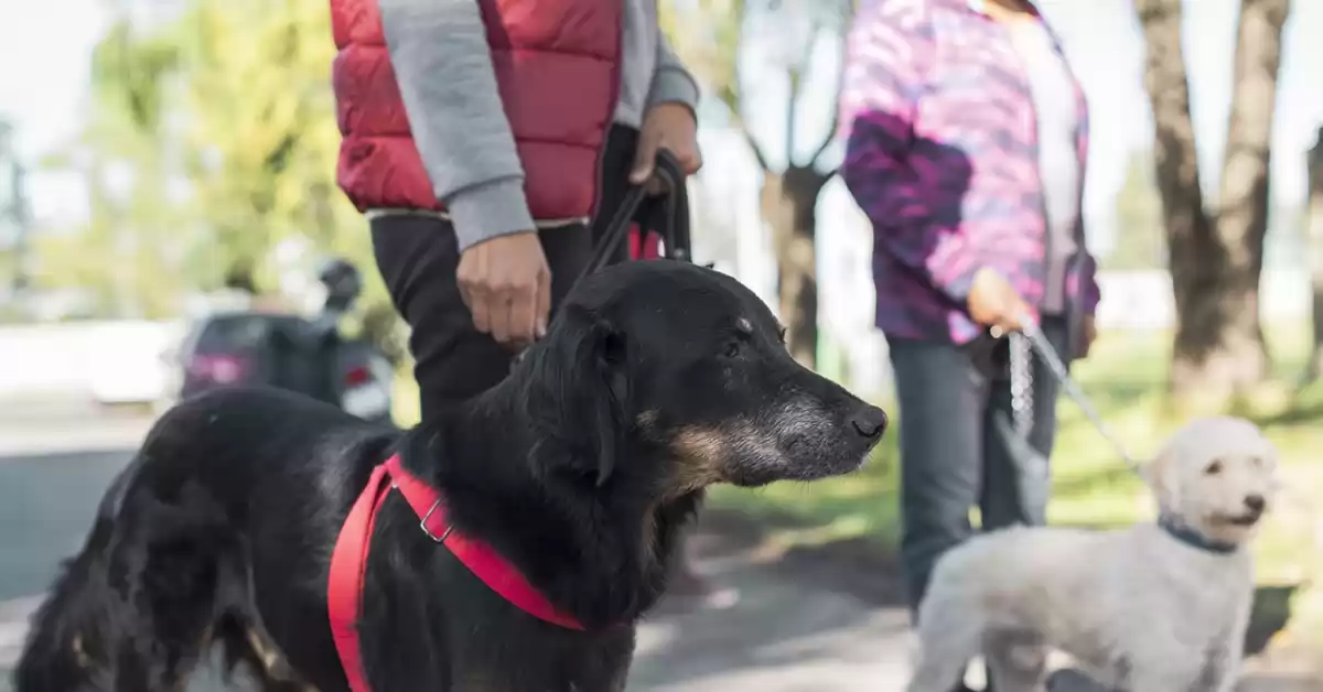 San Lorenzo: Jornada extra de vacunación antirrábica y desparasitación por el Día del Animal
