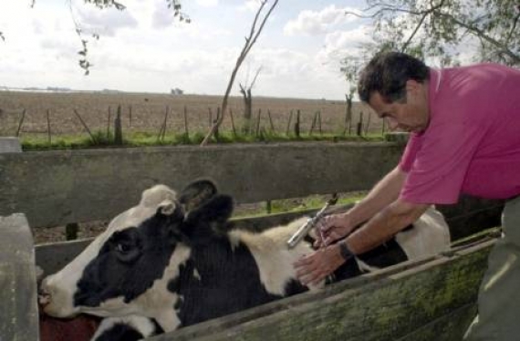 Declararon obligatoria la vacunación contra el carbunco