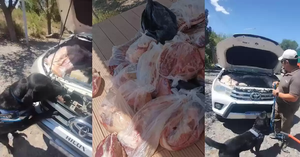 Senasa frustró el ingreso ilegal de 190 kg de carne con hueso a la Patagonia