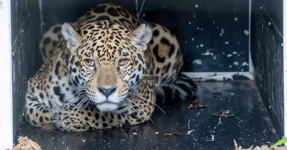 Liberaron a la yaguareté Keraná en el Parque Nacional El Impenetrable