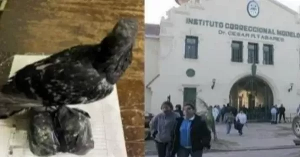 Hallaron una nueva paloma con marihuana cerca de la cárcel de Coronda