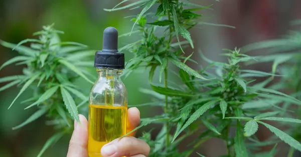 Ampliaron a tres años la autorización para el cultivo de cannabis terapéutico 