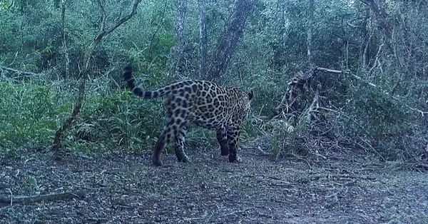 Formosa: Registran imágenes de un nuevo yaguareté en el Parque Nacional Río Pilcomayo