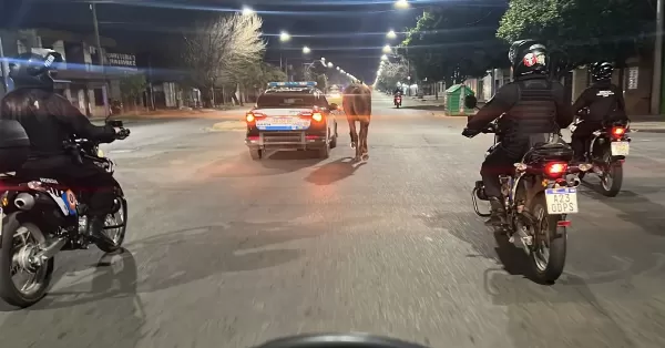 La policía debió “escoltar” a un caballo que andaba suelto por las calles de Rosario