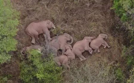 Video: La misteriosa marcha de los elefantes fugitivos en China