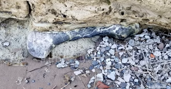 Puerto San Martín: Un pescador encontró restos fósiles en la barranca de Punta Quebracho