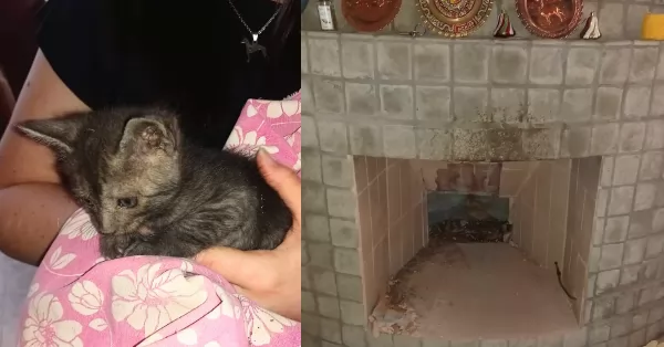 Bomberos rescataron a un gatito atrapado en una chimenea