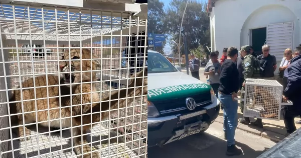 Rescataron un puma que estaba encerrado en el depósito de una vivienda en Catamarca