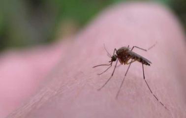 Madariaga: nuevo virus transmitido por mosquitos en Argentina