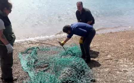 Pescadores mataron a palazos a un lobo marino en Península Valdés