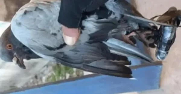 Hallaron una paloma con un celular y un cargador atados a sus patas cerca de la cárcel de Coronda