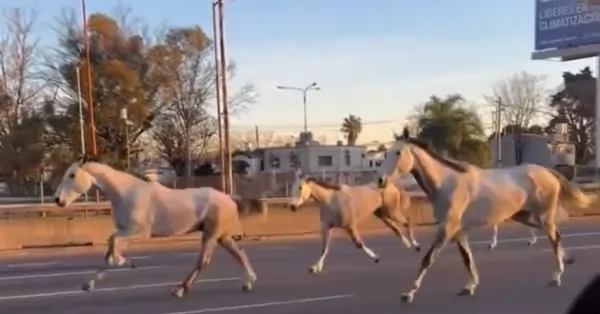 En plena Panamericana aparecieron 46 caballos corriendo entre los autos