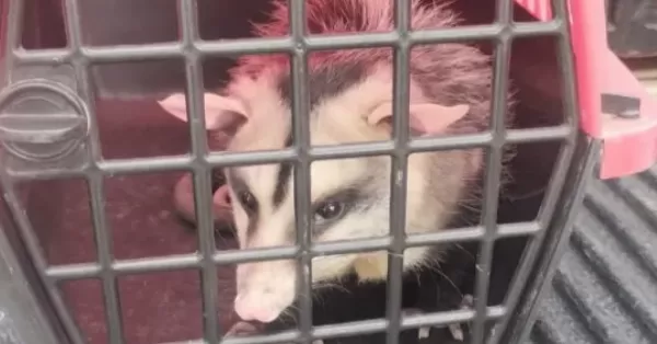 Rosario: rescataron a más de 100 animales maltratados en lo que va del año