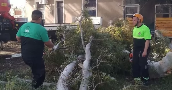 En Rosario, las ráfagas de viento causaron caída de árboles, cables y columnas