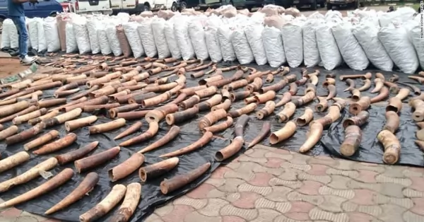 Nigeria: Incautaron 2,5 toneladas de colmillos de elefante y los destruyeron 
