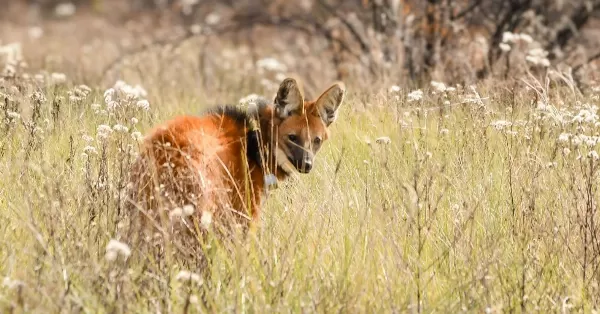 Tras ser asistido, liberaron un aguará guazú en su hábitat natural