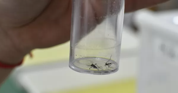 Investigadores crían mosquitos estériles para reducir su población y evitar enfermedades como el dengue