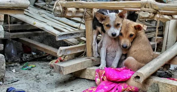 Proponen incorporar los derechos de los animales en la Constitución de Santa Fe