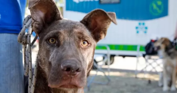 La Municipalidad de San Lorenzo ya castró a 2.600 perros y gatos en lo que va del año: cómo acceder al servicio