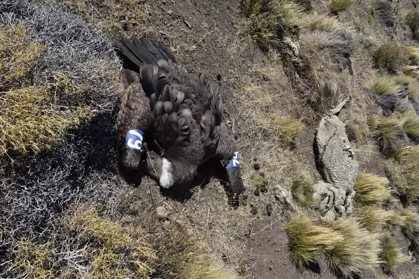 Murió envenenado Yastay, el cóndor cordobés nacido en cautiverio