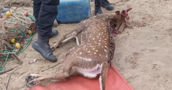 Baigorria: pescador rescató un ciervo que nadaba en el río, pero al llegar a la costa murió