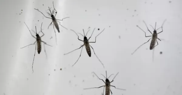 Informaron los tipos de dengue y chikungunya que circulan en el país