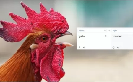 El traductor de Google se vuelve viral por la extraña pronunciación de la palabra “Gallo”