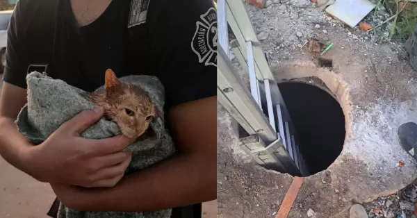 Bomberos de Rosario rescataron a un gatito que quedó atrapado en una alcantarilla