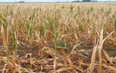 Diputados: piden al gobernador Lifschitz que declare la Emergencia Agropecuaria por la sequía