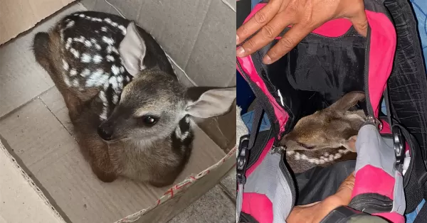 Rescataron a un ciervo que era trasladado dentro de una mochila en Formosa 