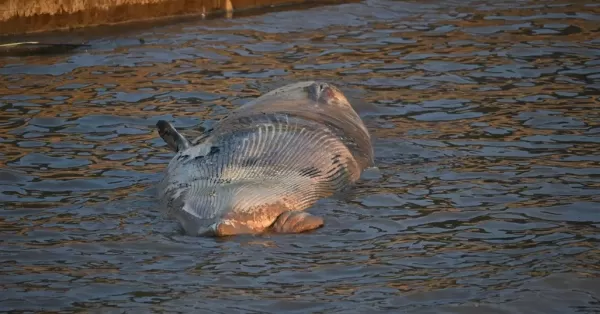 Realizaron un importante operativo para retirar la ballena que apareció muerta en el Río de la Plata 