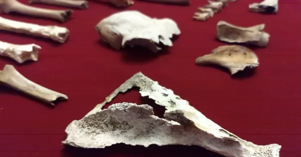 Encontraron huesos de perezosos de 20mil años de antigüedad en San Pedro