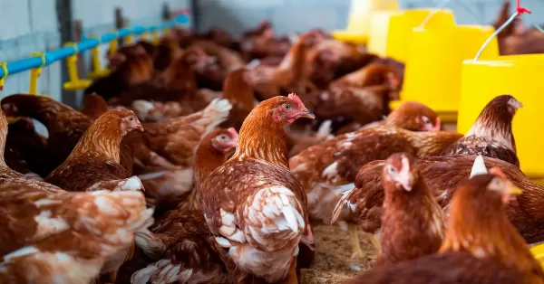 Se detectó un caso positivo de influenza aviar en aves de traspatio de Buenos Aires