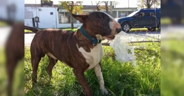 Denuncian que una mujer mató a un perro de 14 puñaladas en San Lorenzo