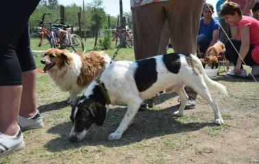 Más de 400 mascotas fueron atendidas en la 1er Jornada de Atención Primaria en Salud Animal